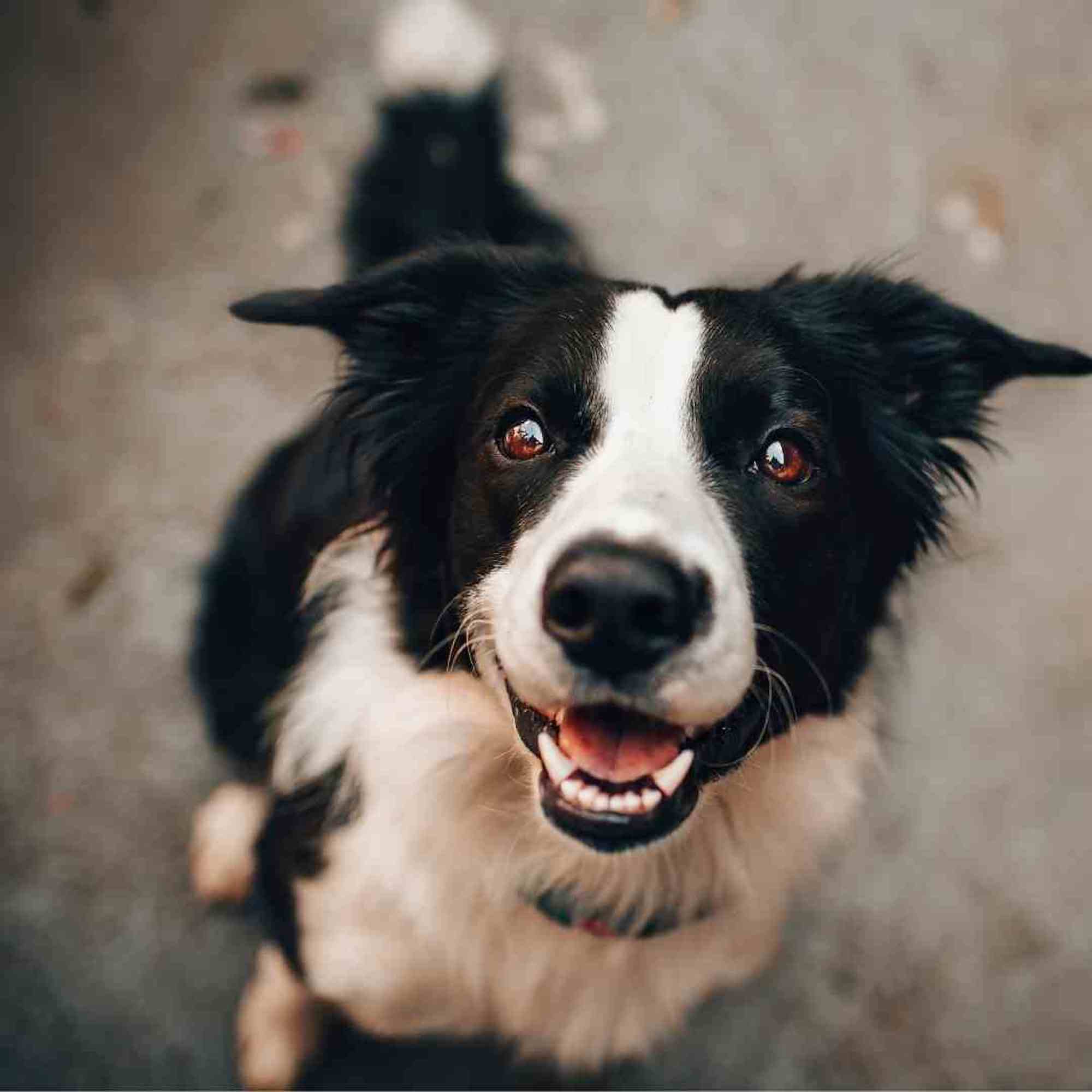 A happy black and white dog looking up at you.